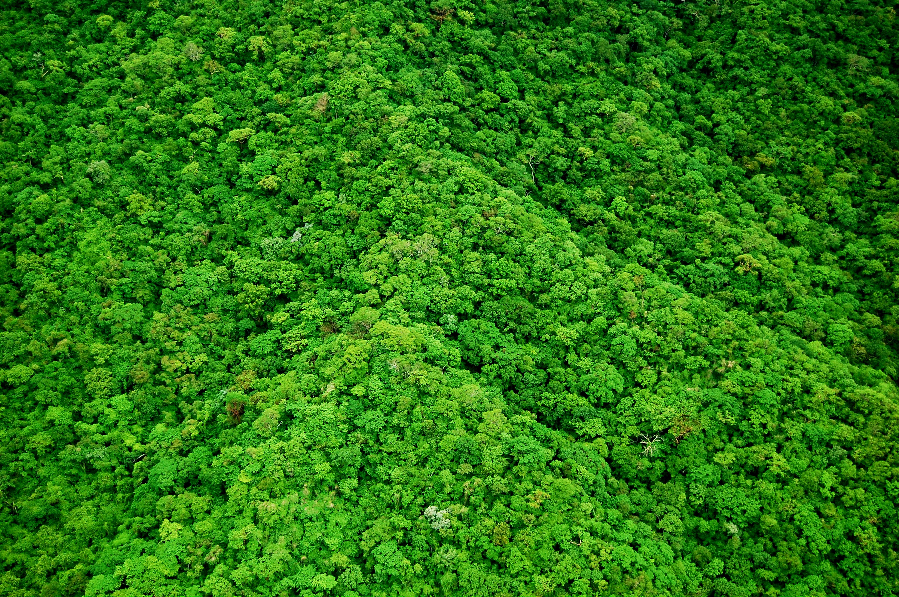 2_BOSQUE_A2.jpg